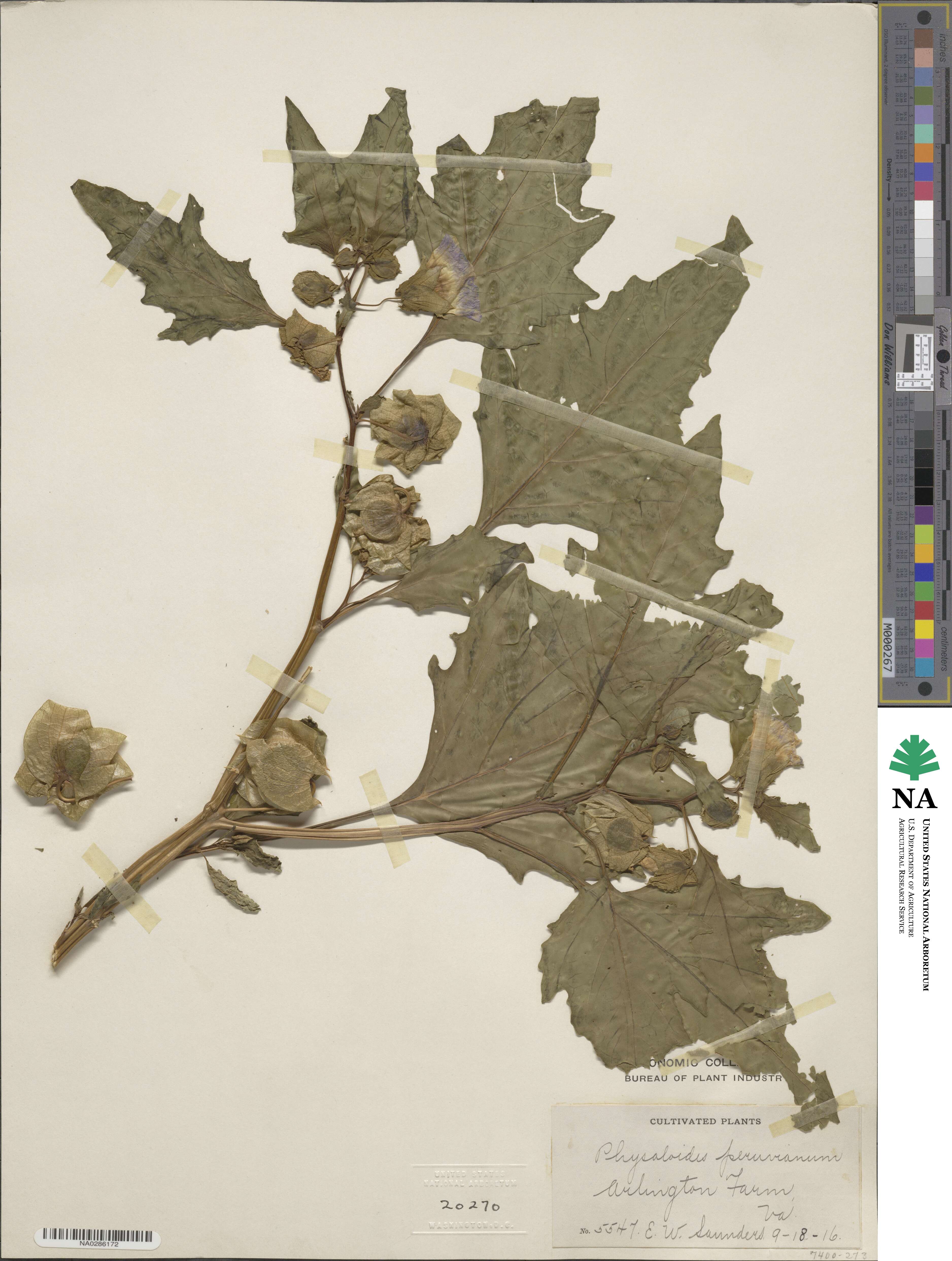 Nicandra physalodes image