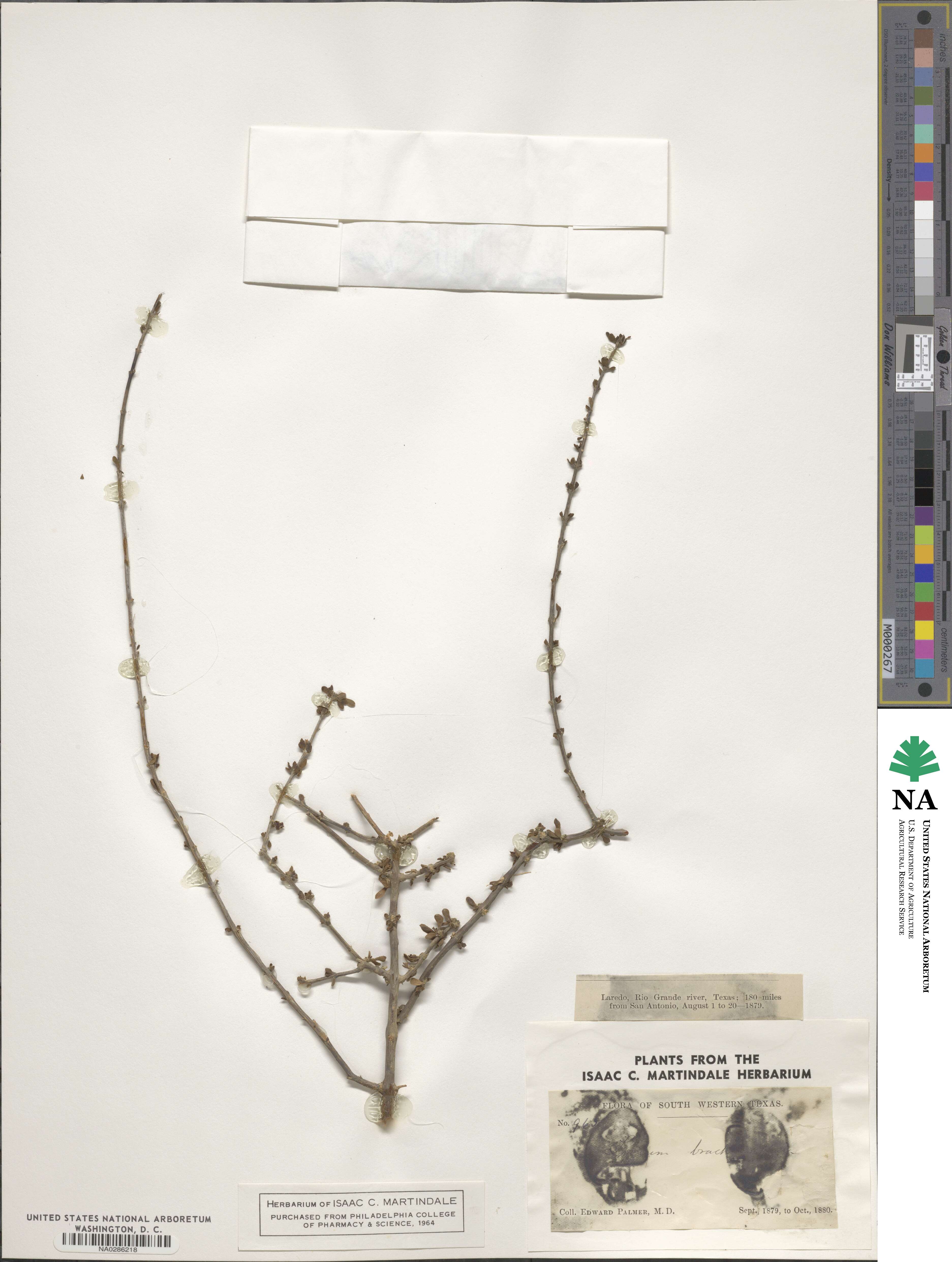 Citharexylum brachyanthum image