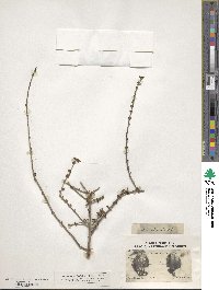 Citharexylum brachyanthum image