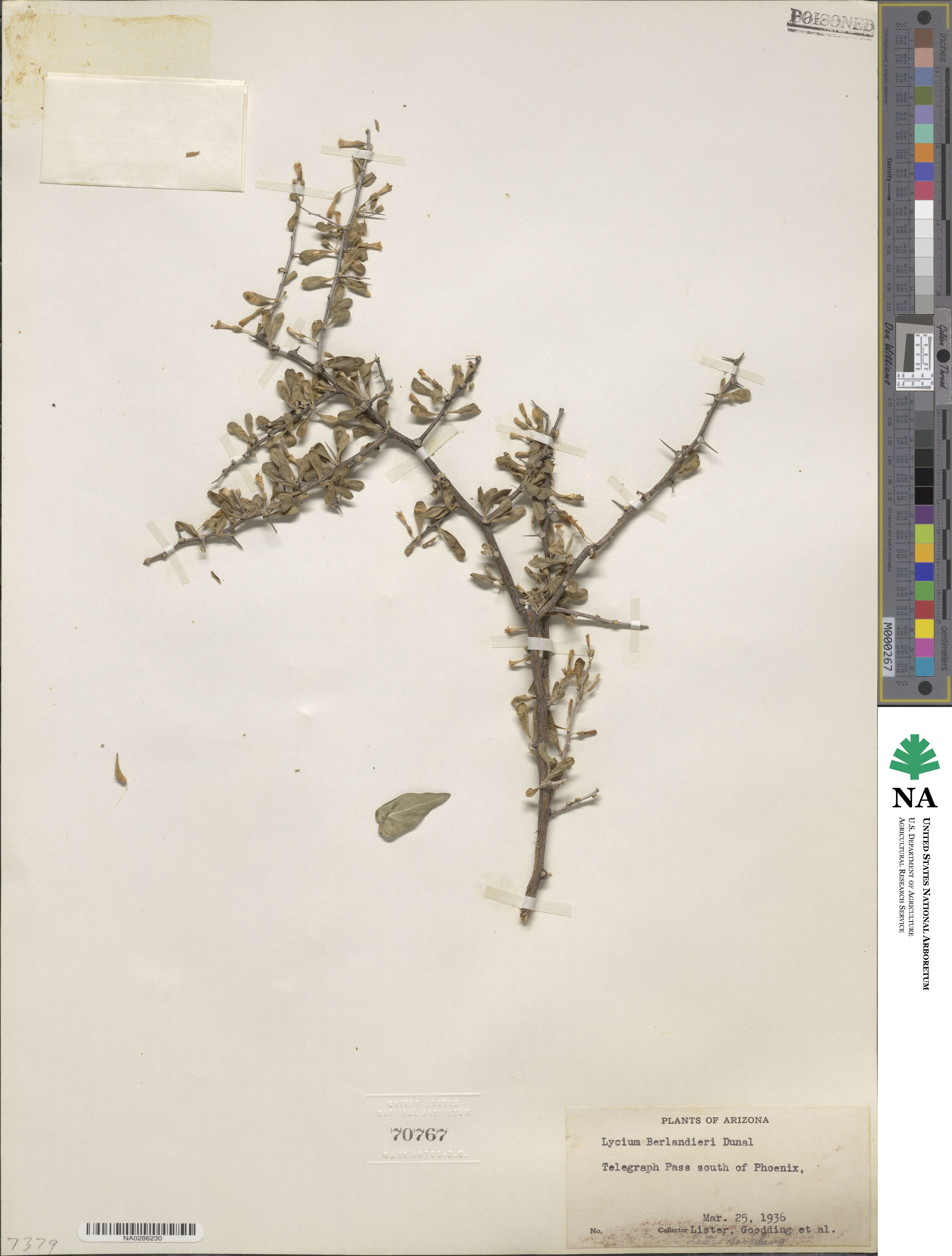 Lycium berlandieri image