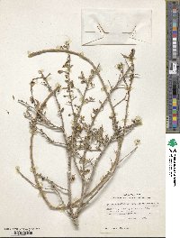 Lycium carolinianum var. quadrifidum image