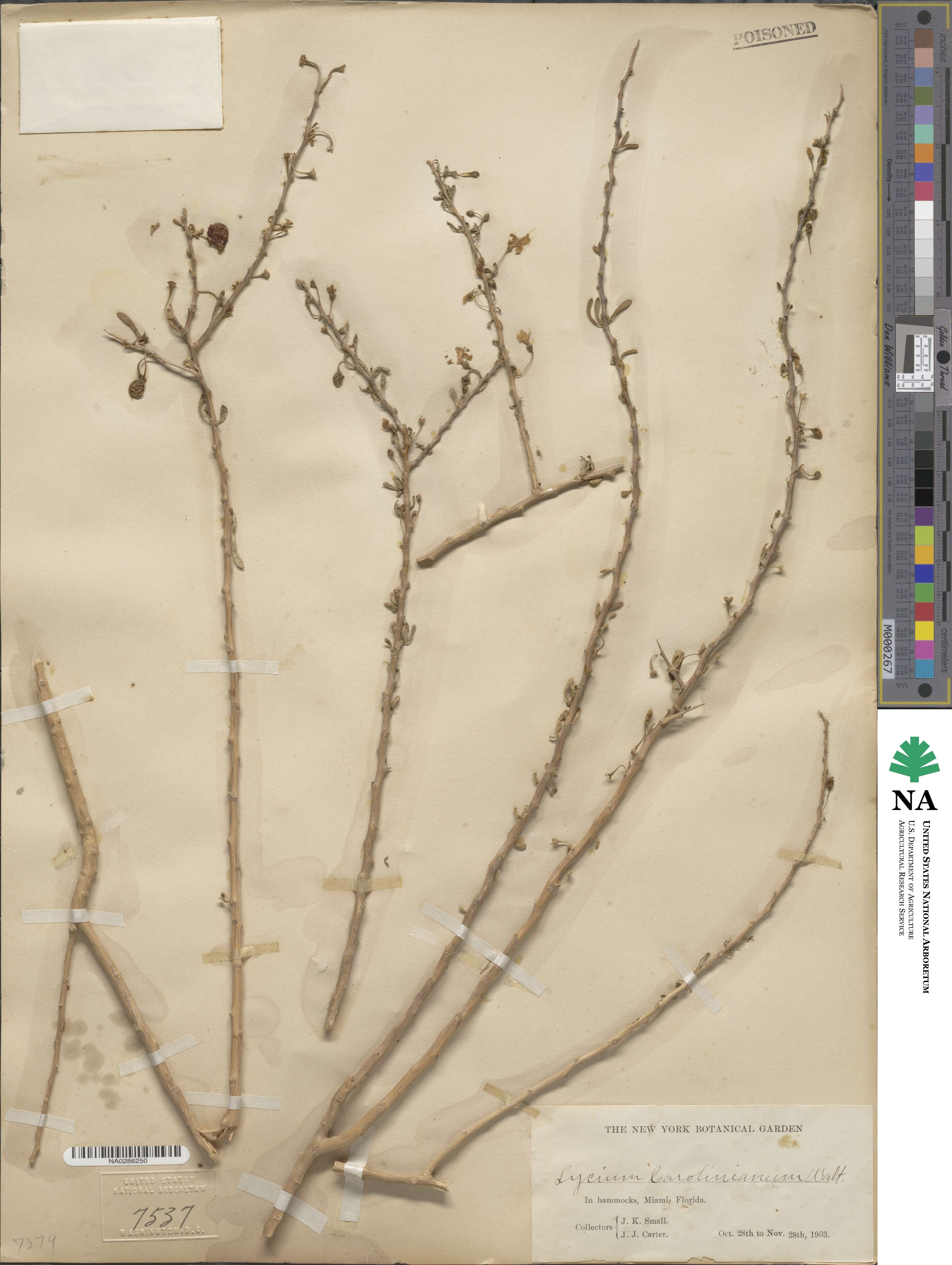 Lycium carolinianum image