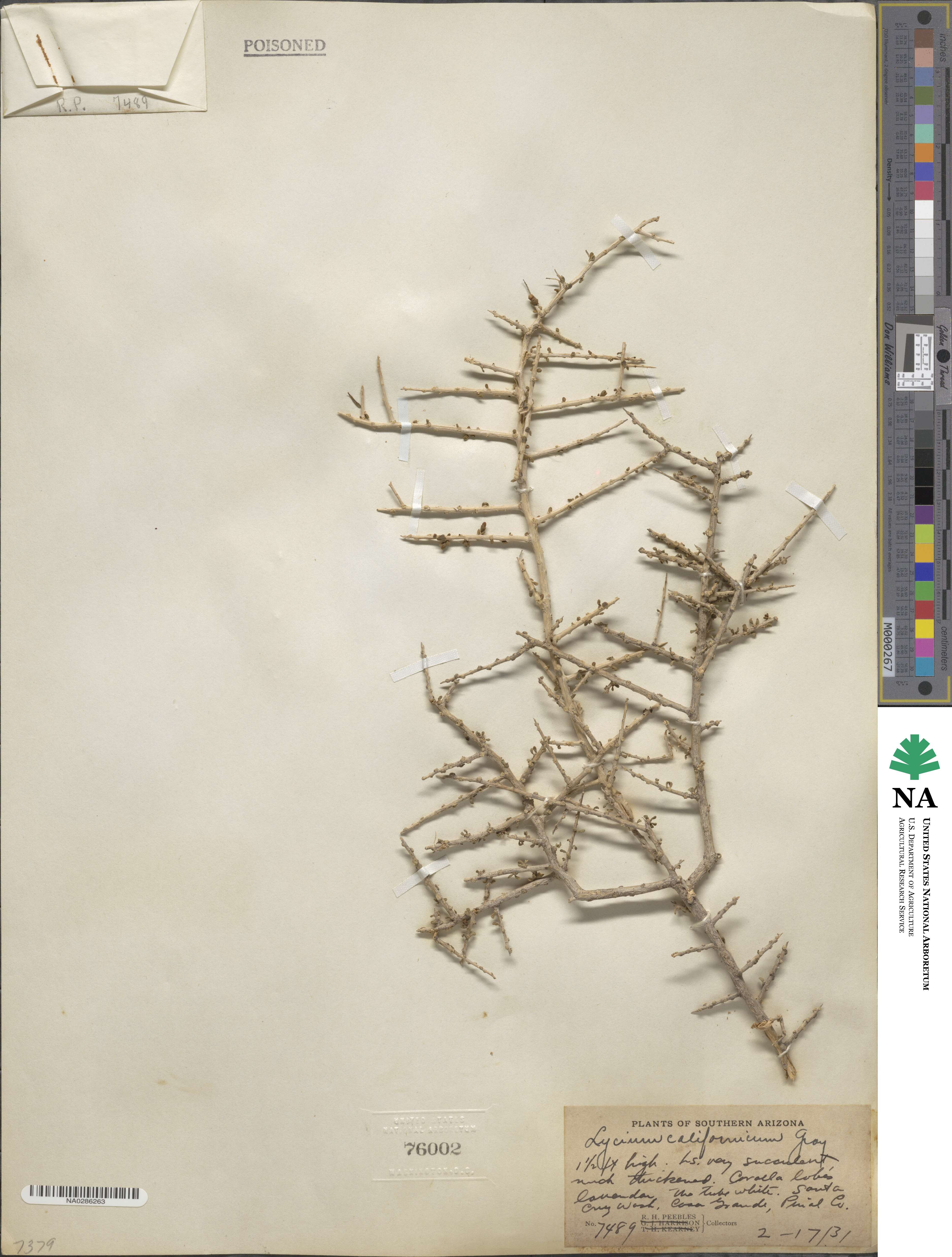 Lycium californicum image