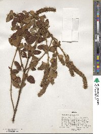 Platostoma rotundifolium image