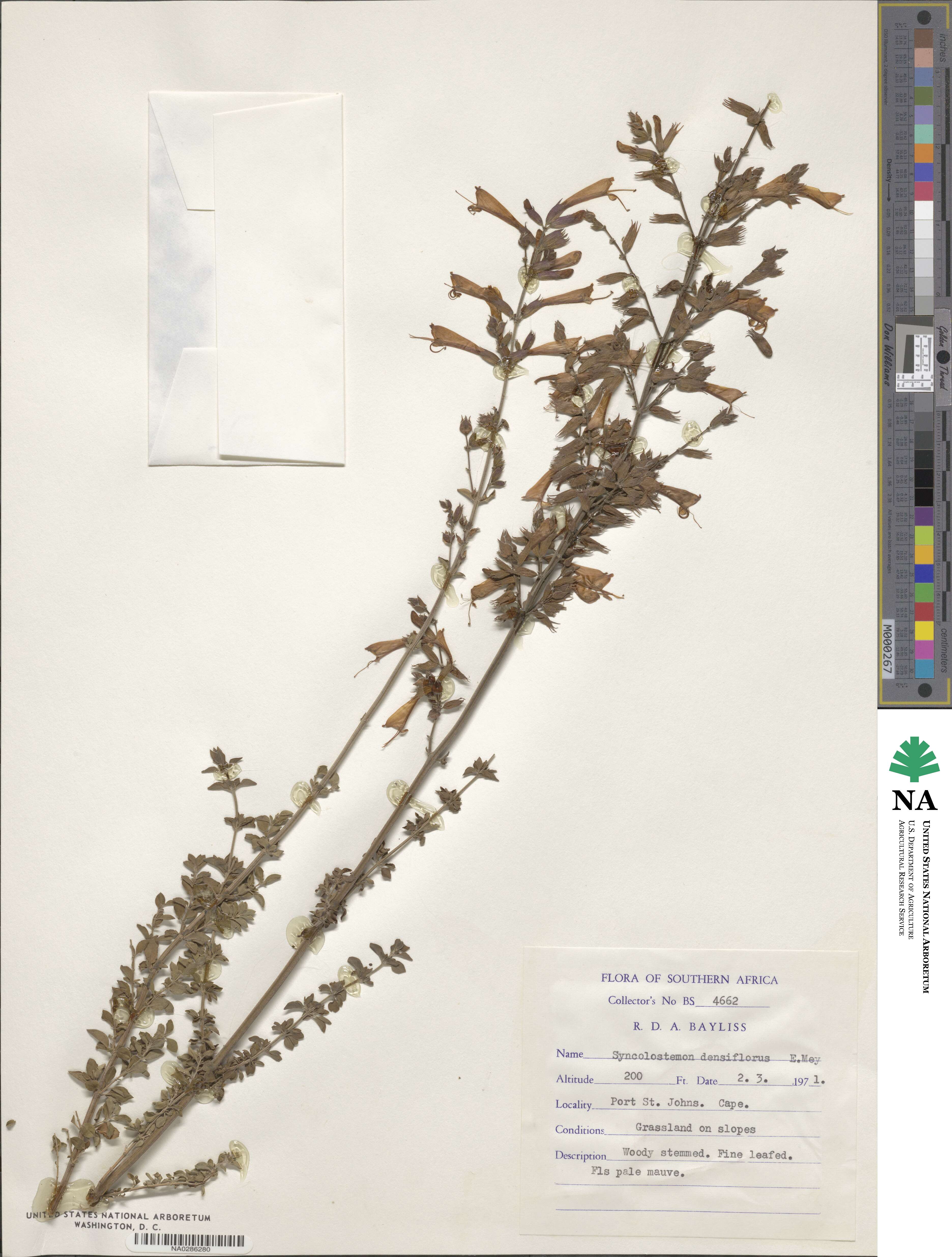 Syncolostemon densiflorus image