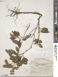 Ocimum basilicum image