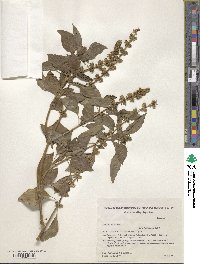 Ocimum basilicum image