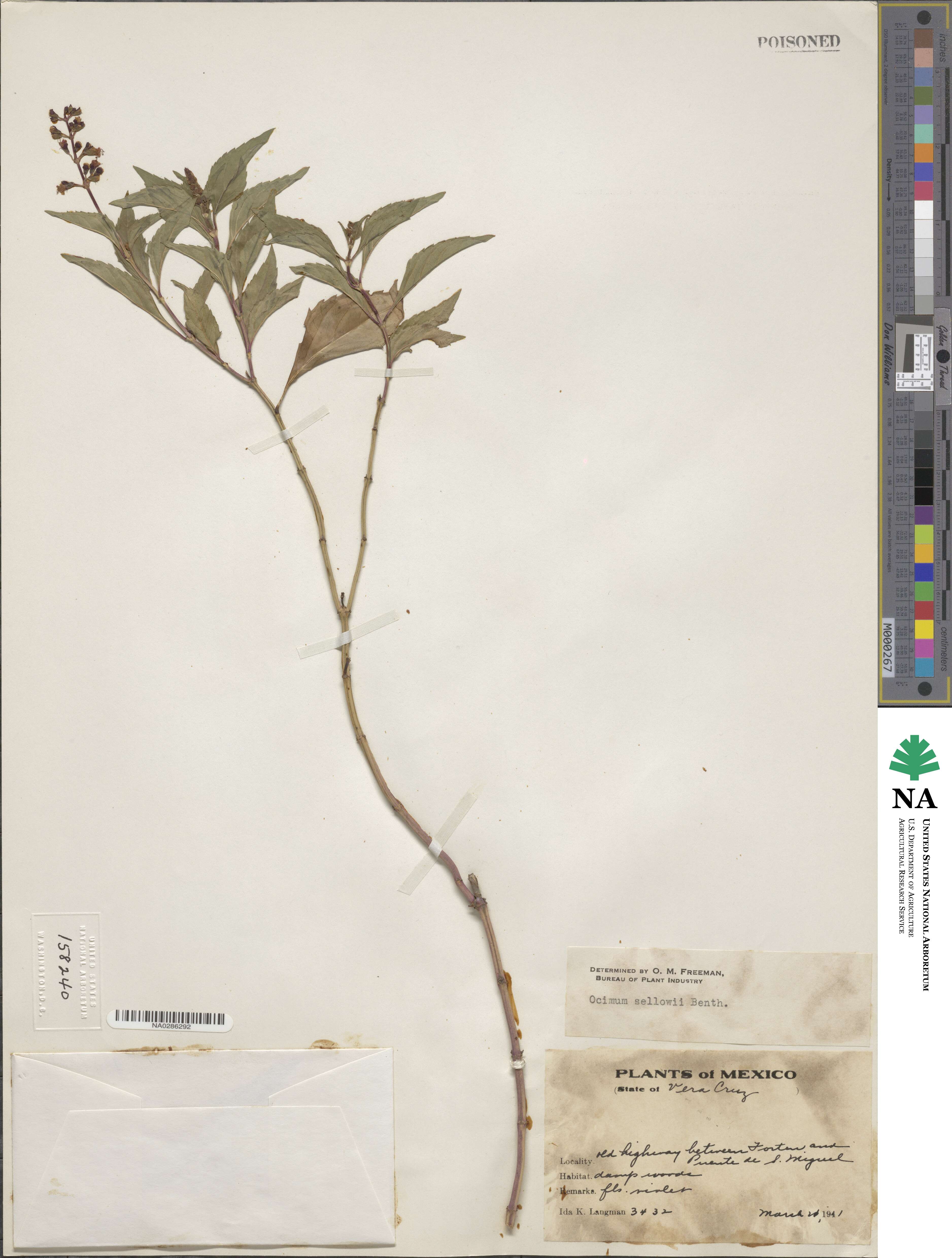 Ocimum carnosum image