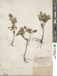 Ocimum campechianum image