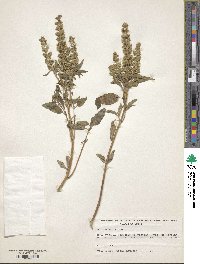 Ocimum basilicum image