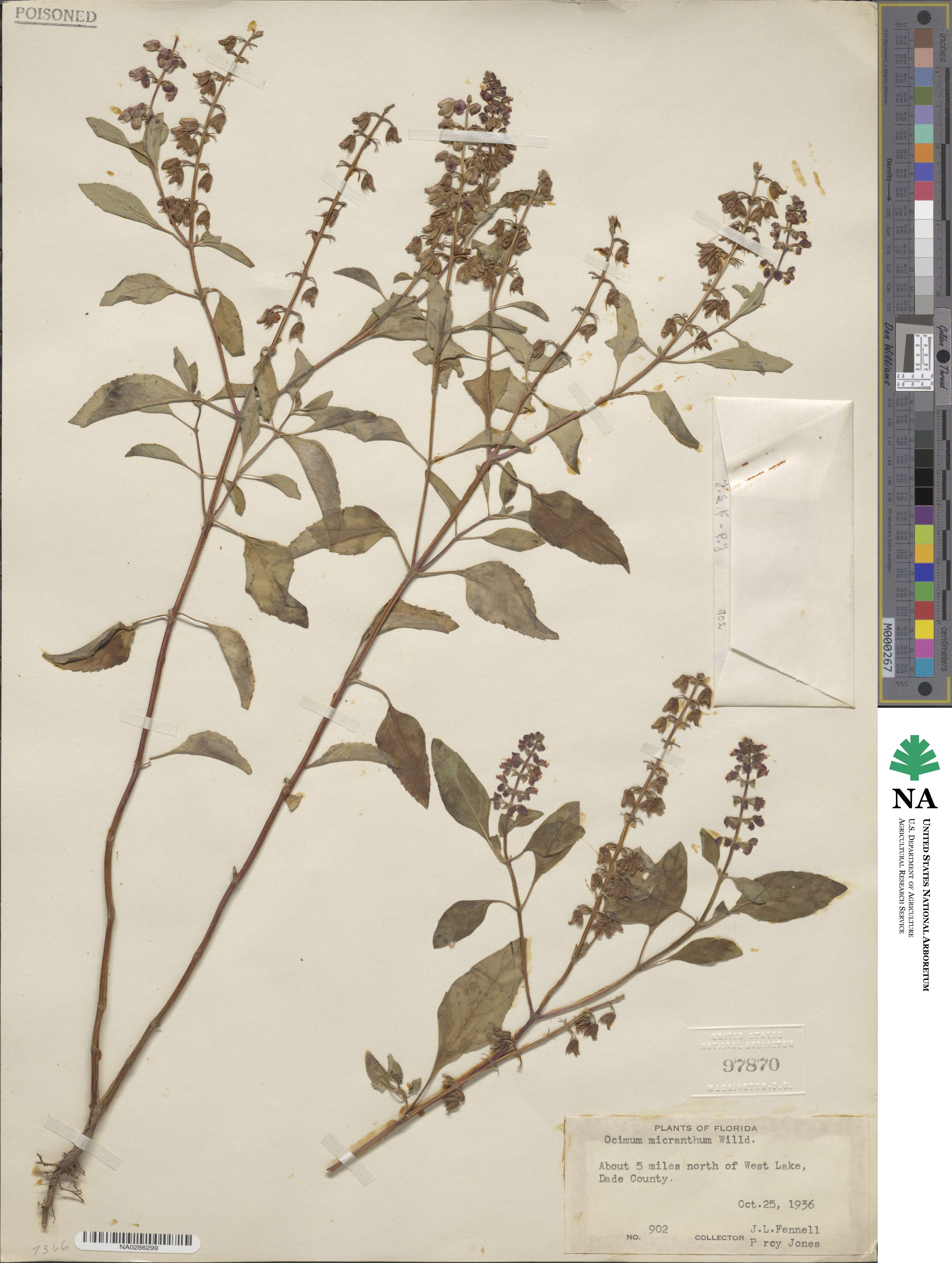 Ocimum campechianum image