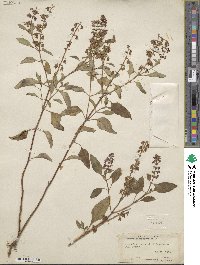 Ocimum campechianum image