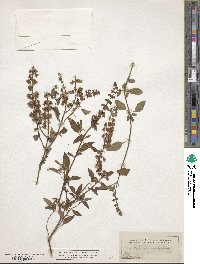 Ocimum campechianum image