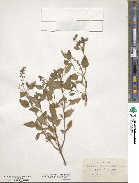 Ocimum campechianum image