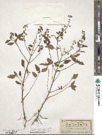 Ocimum campechianum image