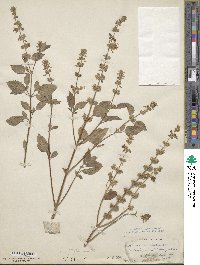 Ocimum basilicum image