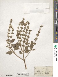 Ocimum basilicum image