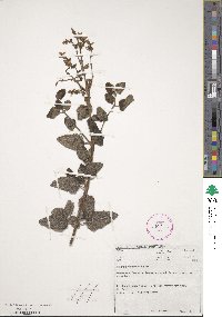 Image of Syncolostemon obermeyerae