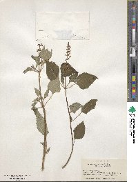 Ocimum campechianum image