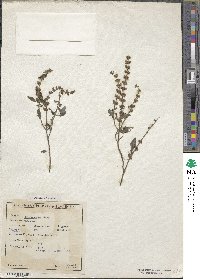 Ocimum americanum image