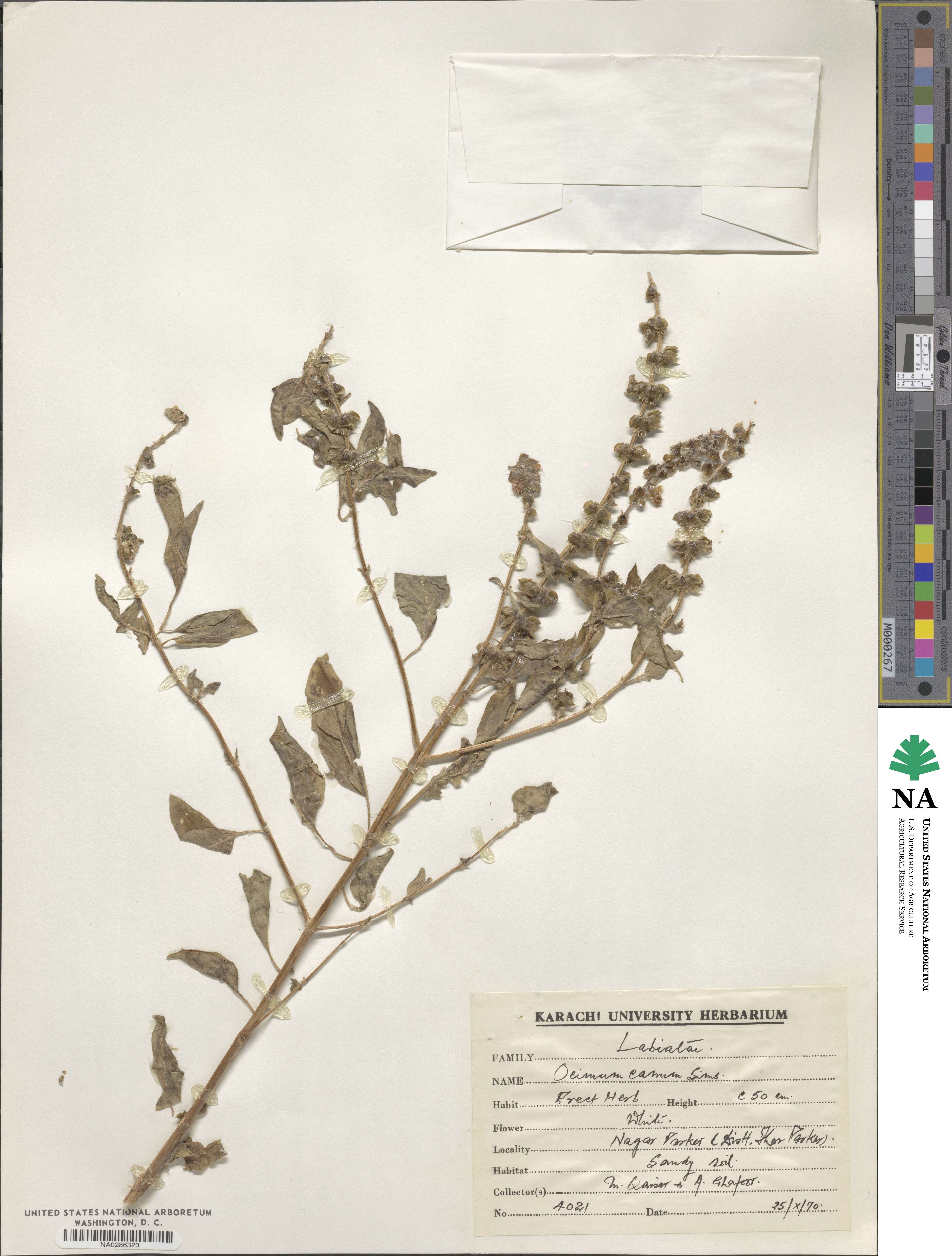 Ocimum americanum image