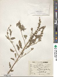 Ocimum americanum image