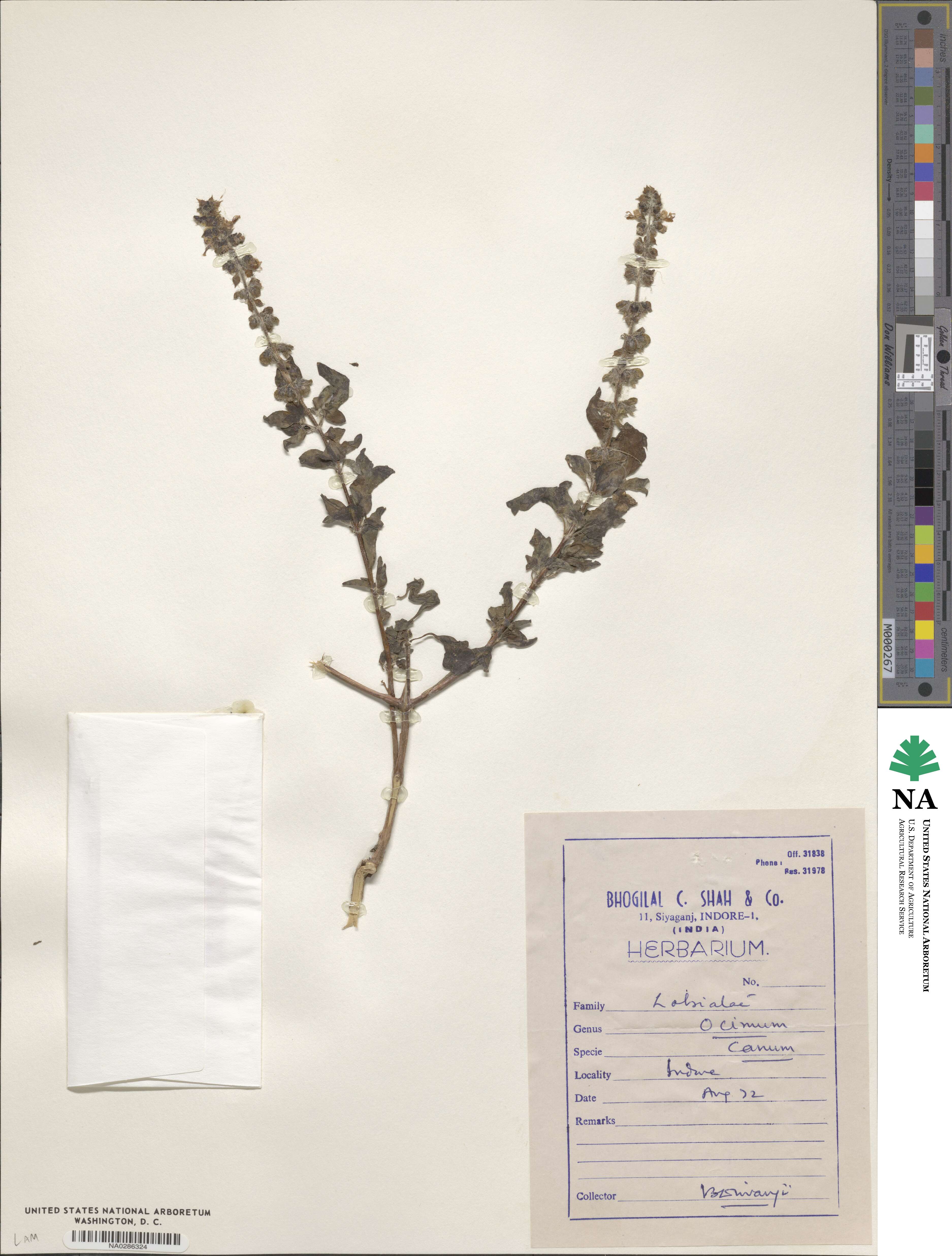Ocimum americanum image