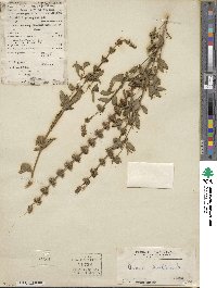 Ocimum basilicum image