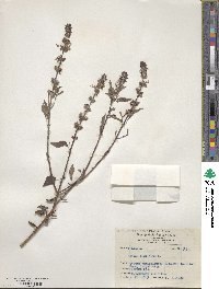 Ocimum basilicum image