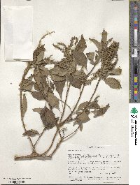 Ocimum gratissimum image