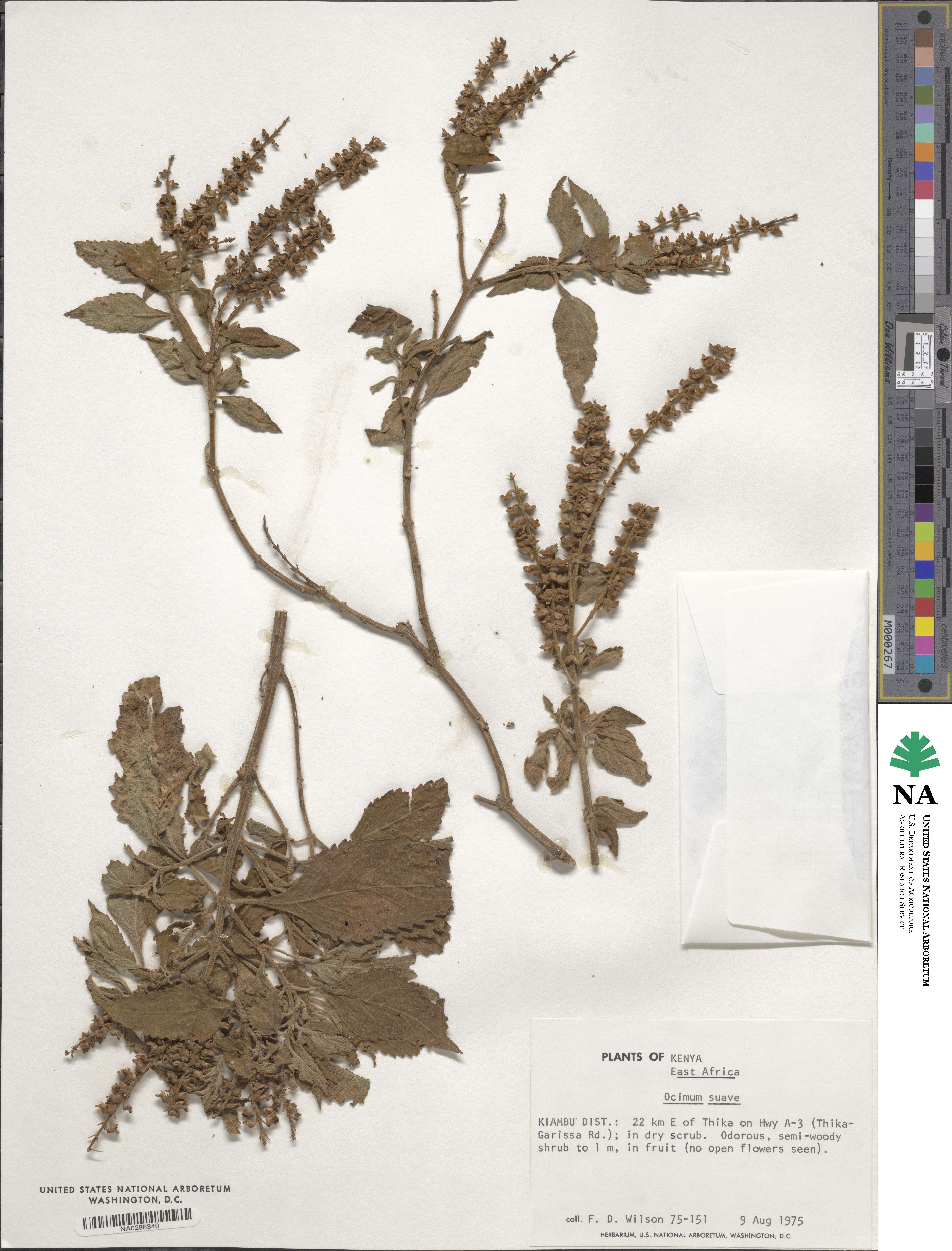 Ocimum gratissimum image