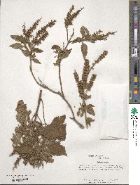 Ocimum gratissimum subsp. gratissimum image