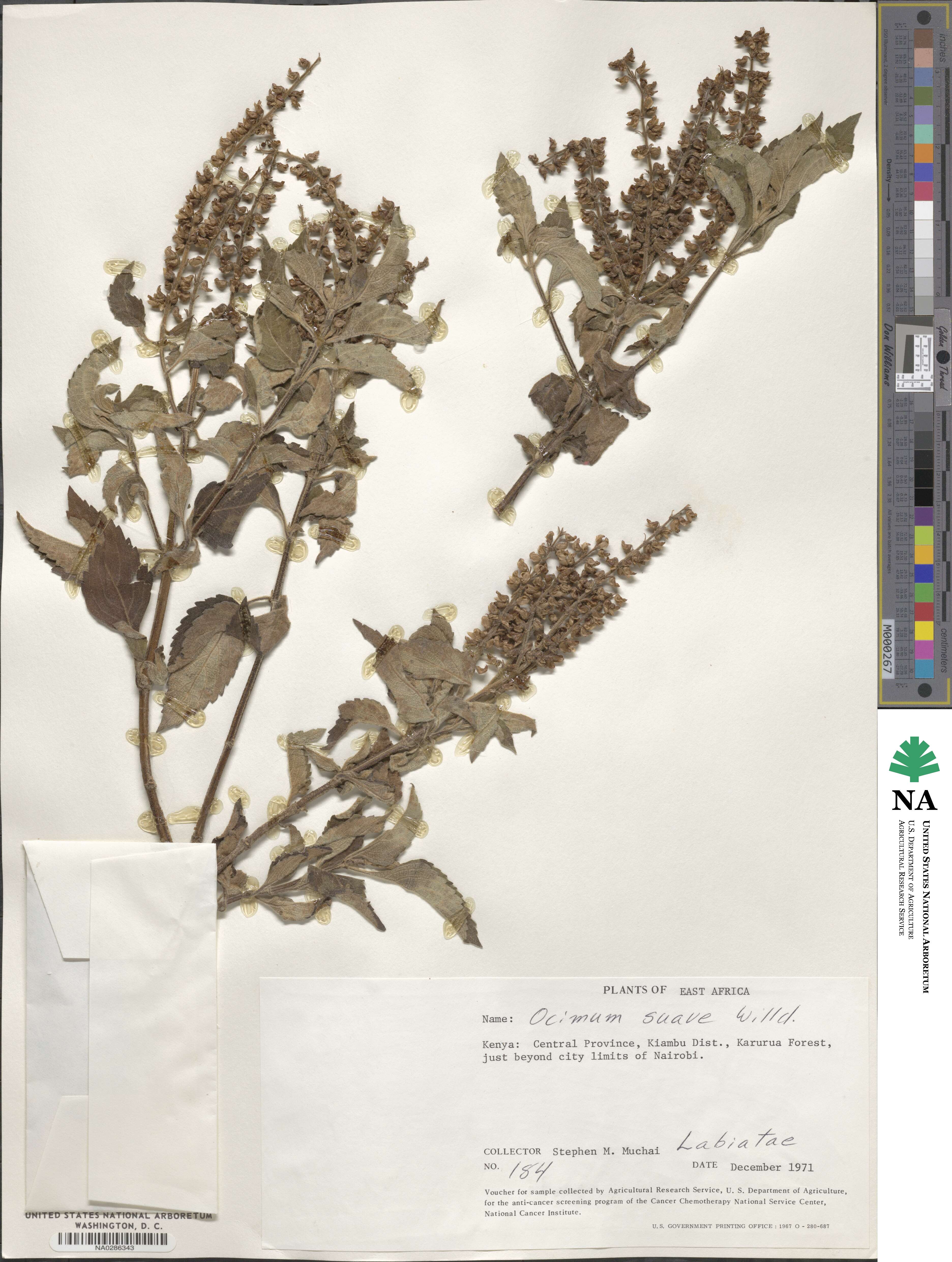 Ocimum gratissimum image