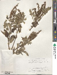 Ocimum gratissimum image