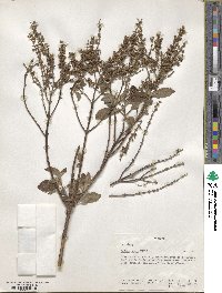 Ocimum gratissimum image