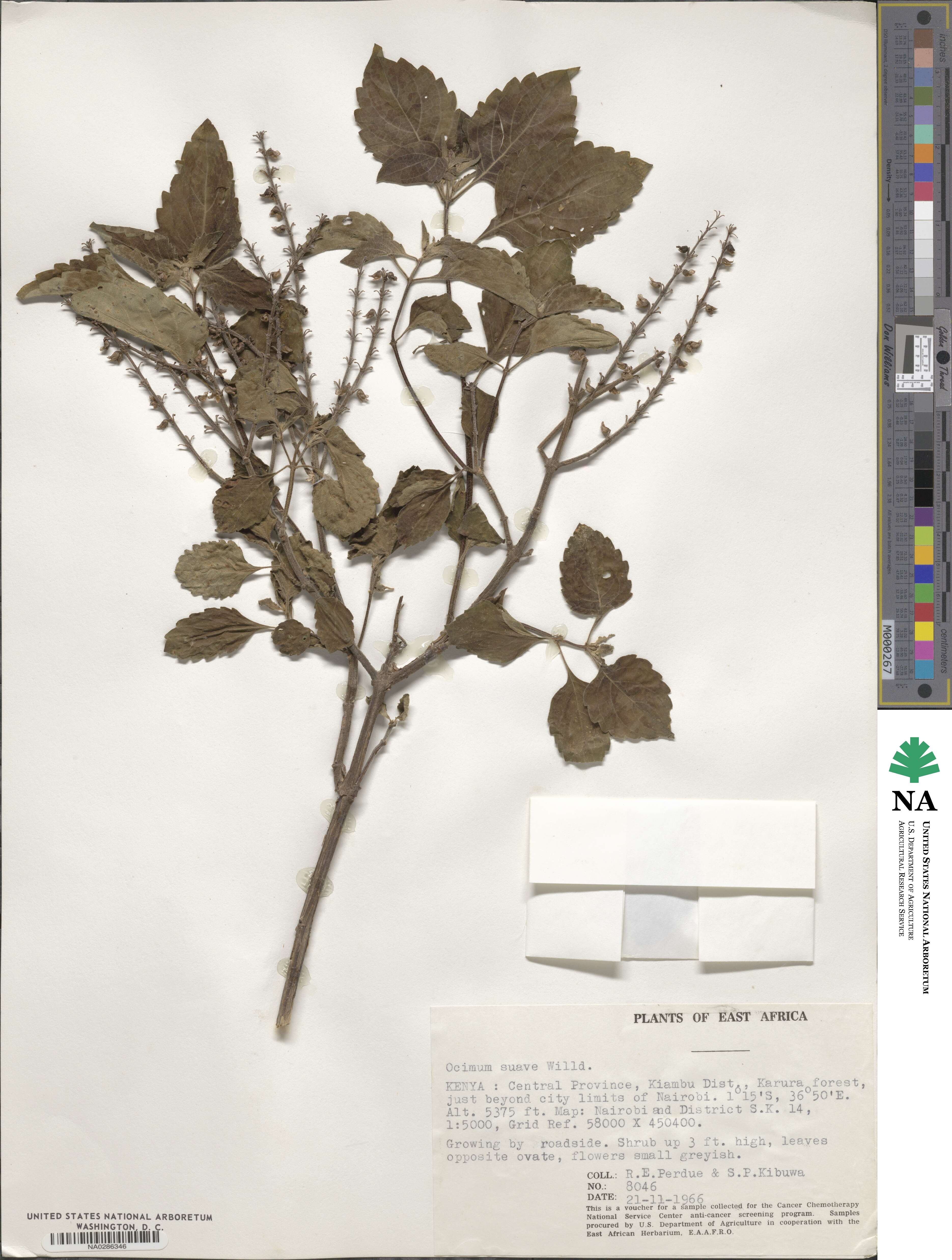 Ocimum gratissimum image