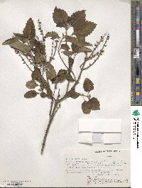 Ocimum gratissimum subsp. gratissimum image