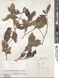 Image of Ocimum obovatum