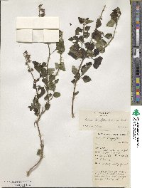 Ocimum lamiifolium image