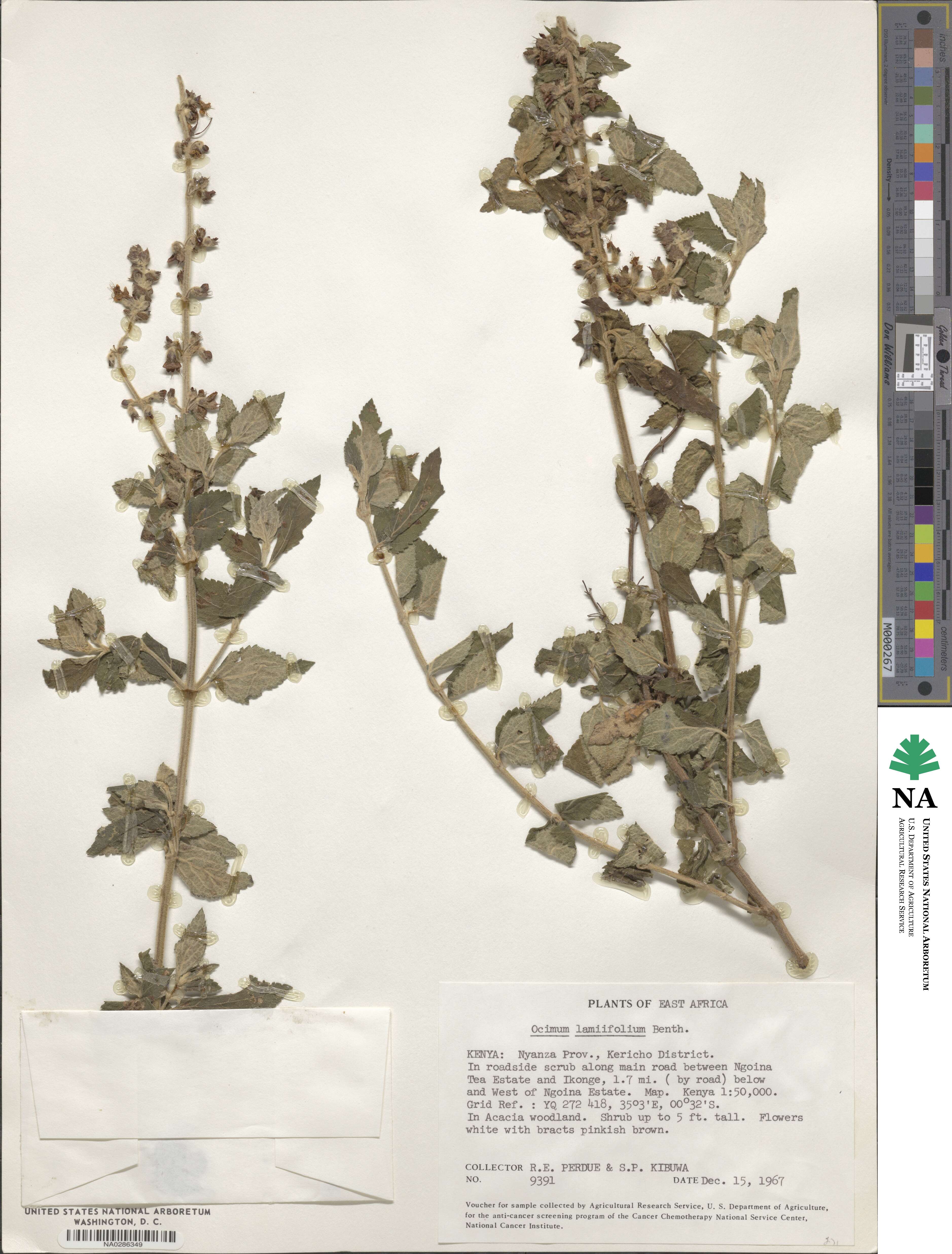 Ocimum lamiifolium image