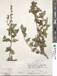 Ocimum lamiifolium image