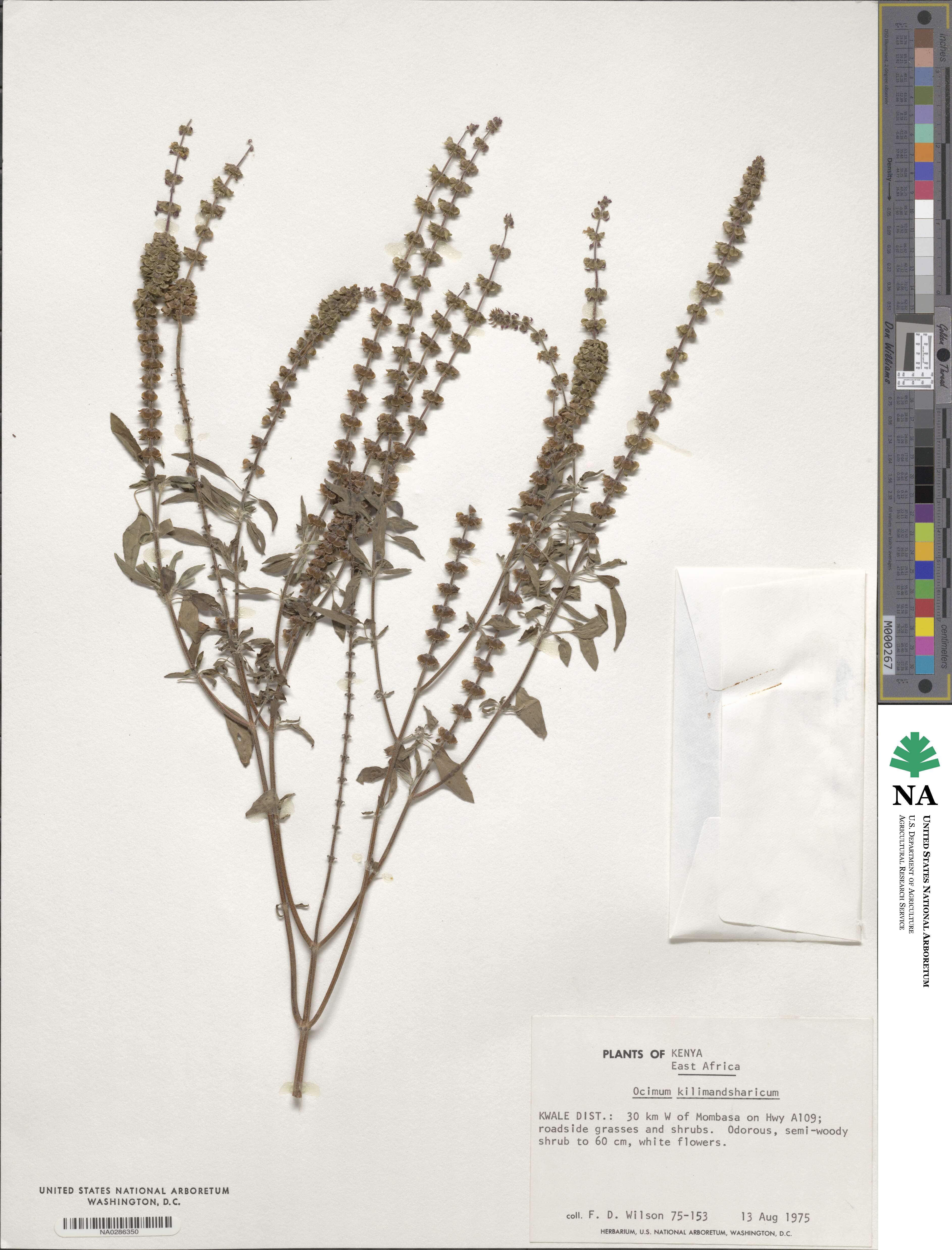 Ocimum kilimandscharicum image