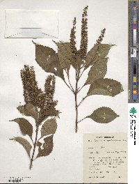 Ocimum gratissimum image