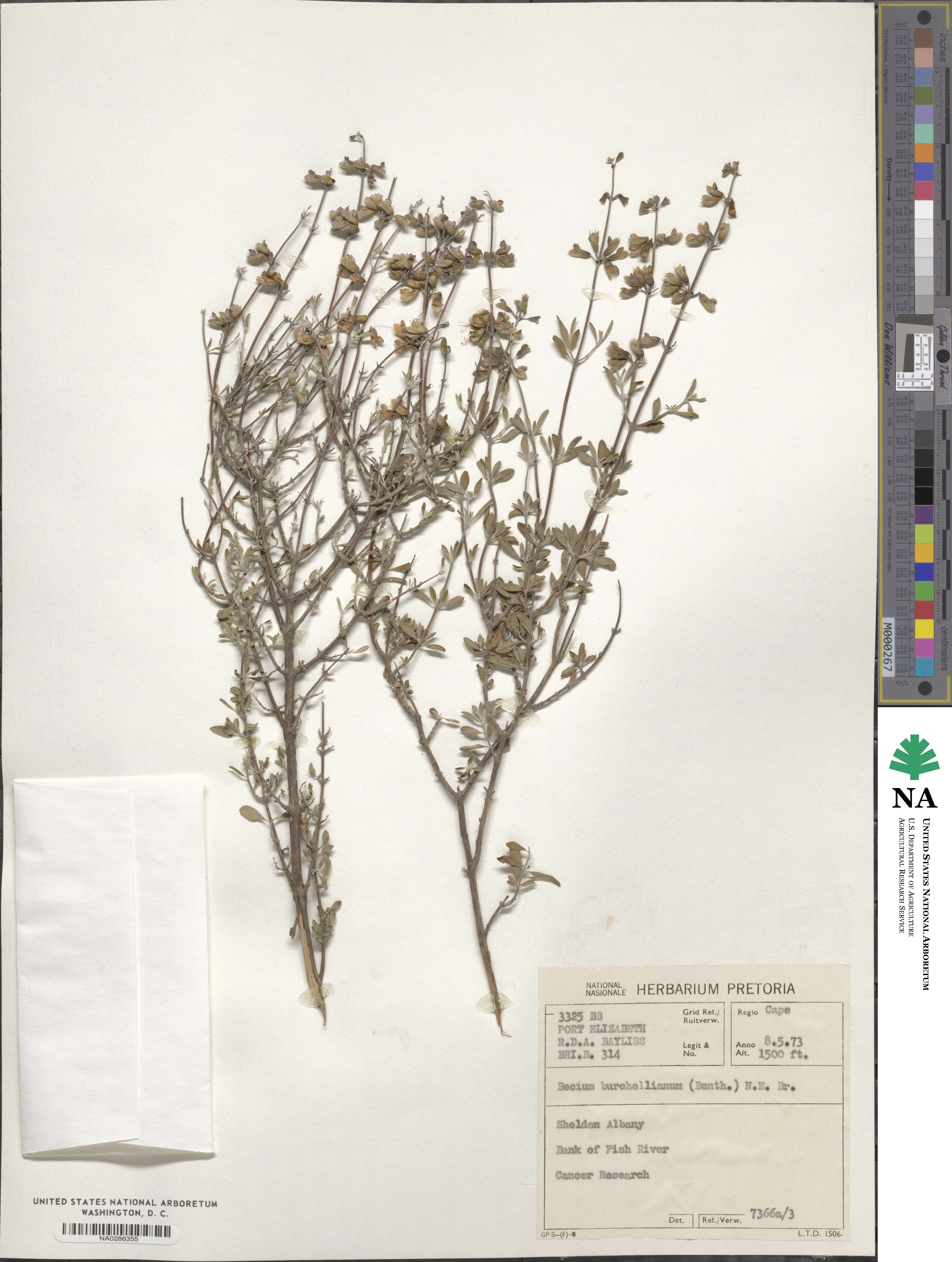 Ocimum burchellianum image