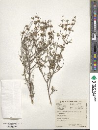 Ocimum burchellianum image