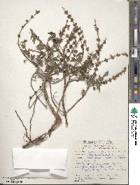 Ocimum basilicum image