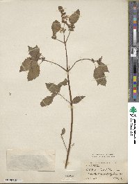 Ocimum basilicum image