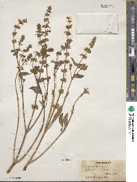 Ocimum basilicum image