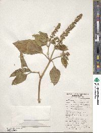 Ocimum basilicum image