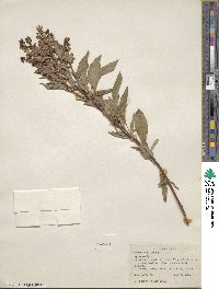 Ocimum basilicum image